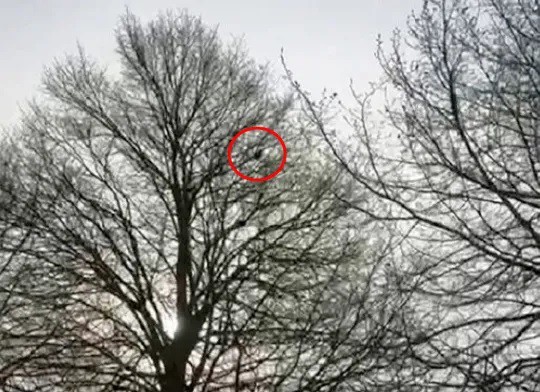 Con quạ trên cây được phát hiện phát ra tiếng còi báo động