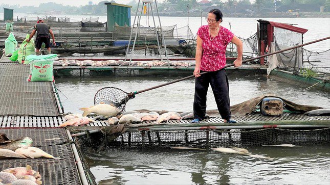 Người dân Hải Dương vớt cá nuôi lồng chết hàng loạt