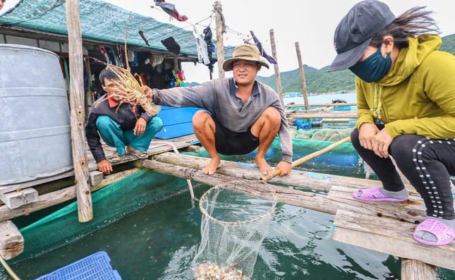 Cục Thủy sản đề nghị cơ quan chức năng địa phương sớm xác định nguyên nhân tôm hùng bông chết hàng loạt ở Khánh Hòa.