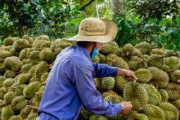 Vì sao chưa công bố nguyên nhân 30 lô sầu riêng nhiễm Cadimi?