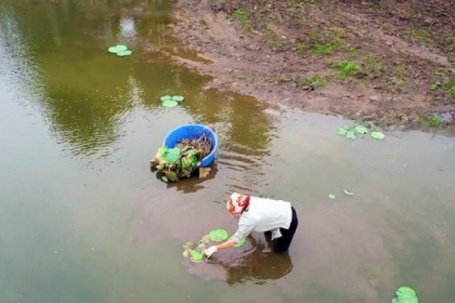 Hàng nghìn mầm sen Bách Diệp được trồng khôi phục tại Hồ Tây như thế nào?