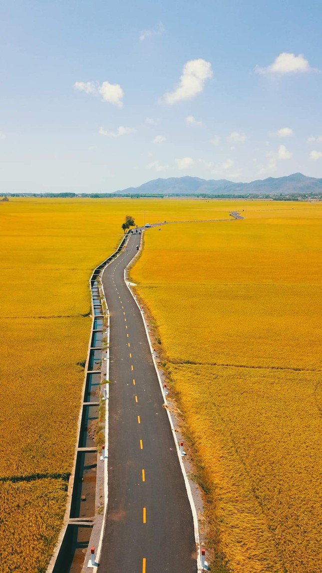 Cánh đồng An Nhứt mùa lúa chín đẹp mê ly! (Ảnh: Le Nguyen)