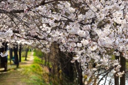 Du lịch - 'Ngất ngây' với hoa anh đào nở muộn ở Seoul