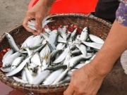 Thị trường - Tiêu dùng - Loại cá xưa cho gà lợn ăn, giờ phơi khô thành đặc sản đặc, được ví như "lộc trời"