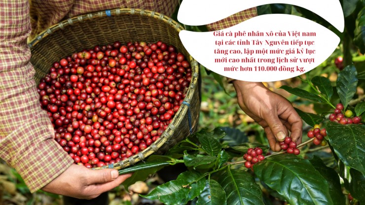 Nhu cầu thế giới cao trong khi nguồn cung từ Việt Nam đang cạn kiệt, đẩy giá cà phê nhân trong nước tăng cao. Ảnh: QH