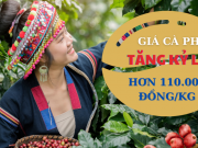 Thị trường - Tiêu dùng - Giá cà phê lập kỷ lục mới, vượt 110.000 đồng/kg và có thể lên 120.000 đồng/kg