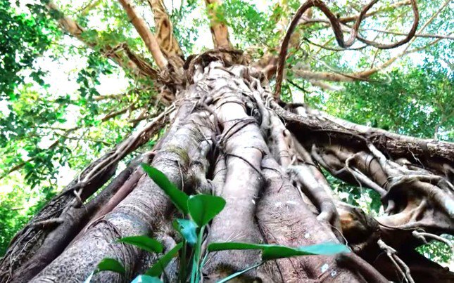 Ngày 15/4, ông Vương Đức Hòa, Giám đốc Ban Quản lý Vườn Quốc gia Bù Gia Mập (Bình Phước) cho biết, vườn Quốc gia Bù Gia Mập hiện có 39 cây cổ thụ được cấp chứng nhận cây di sản Việt Nam.