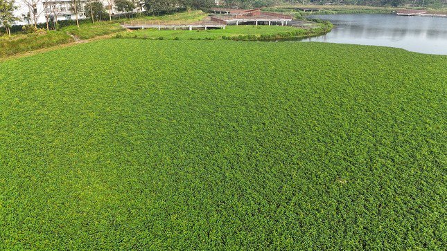 Mặt hồ bị cây dại phủ kín.