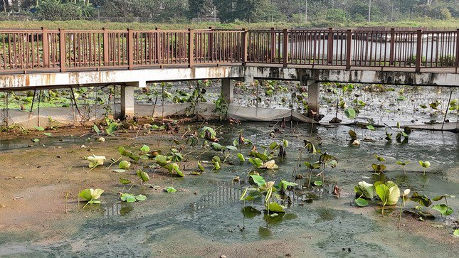 Các hạng mục xây dựng đã xuống cấp, ngổn ngang, hoang tàn. Nguồn nước lòng hồ bị ô nhiễm khiến sen trồng tại đây cũng không sống nổi.