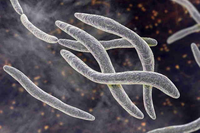 Vi khuẩn Fusobacterium nucleatum khiến bệnh ung thư ruột trở nên nguy hiểm hơn - Ảnh đồ họa: MICROBIOME POST
