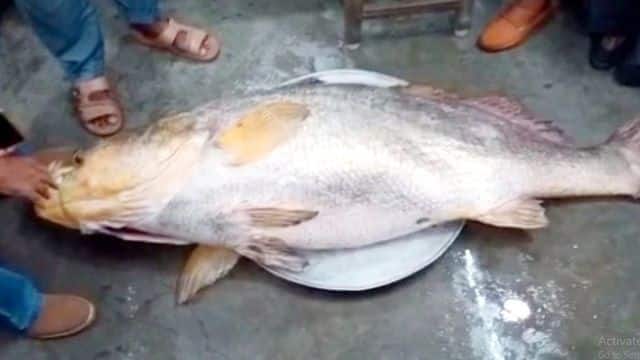 Con cá Telia Bhola khổng lồ nặng 75 kg bị bắt ở sông Sunderbans.