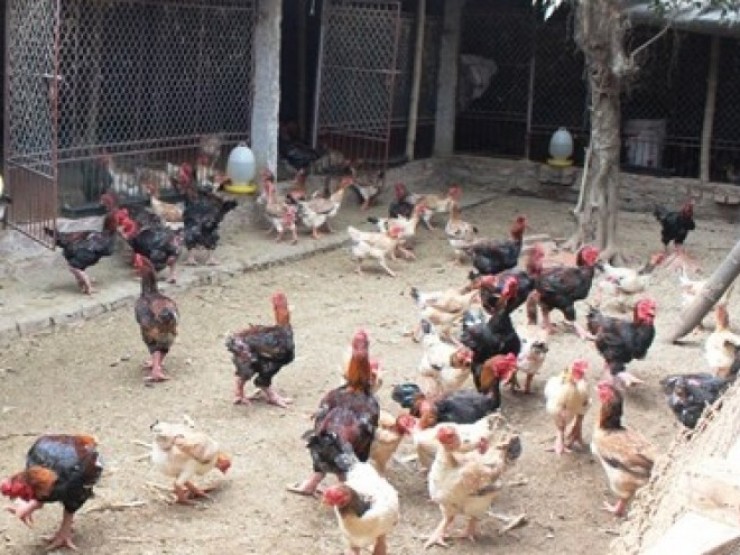Loài gà nào của Việt Nam được báo nước ngoài gọi là gà Rồng, bán tiền triệu?