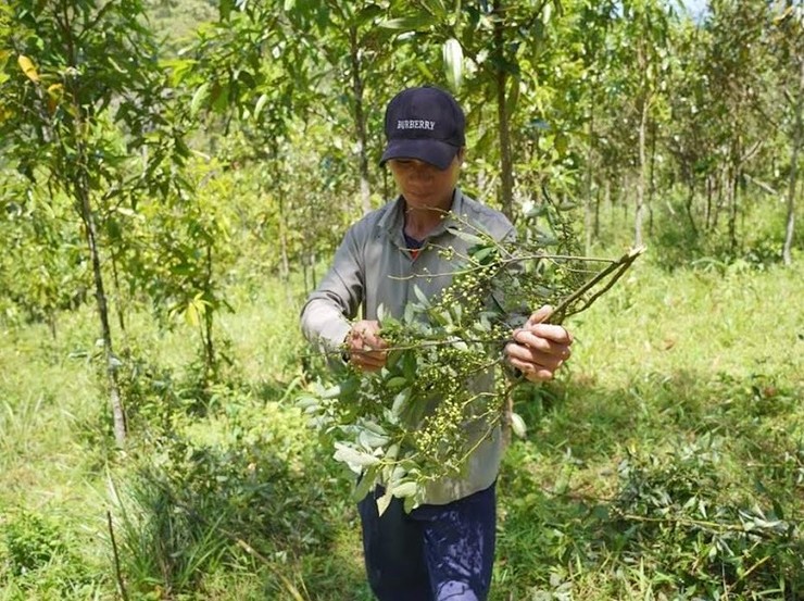 Mùa này, cây sả rừng bắt đầu cho thu hoạch. Trên những cánh rừng ở Ba Tơ&nbsp;có nhiều người đi tìm hái loại quả này.
