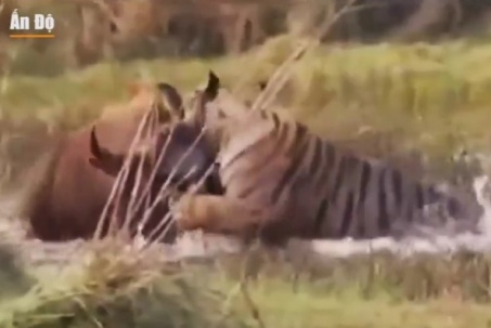 Cuộc chiến giữa hổ và bò tót khổng lồ