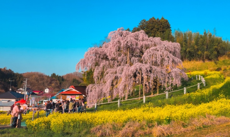 &#39;Thiên đường hoa anh đào&#39; ở Fukushima - 10