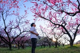 Du lịch - 'Thiên đường hoa anh đào' ở Fukushima