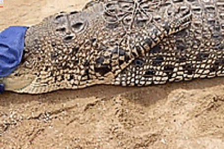 Kịch tính ngư dân vây bắt cá sấu “quái vật” nặng 500 kg