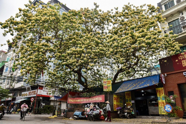 Cây hoa bún có tuổi đời 300 năm ở Đình Thôn, quận Nam Từ Liêm, Hà Nội cứ vào tháng 4 hàng năm lại bắt đầu nở rộ khoe sắc vàng rực cả một góc trời.