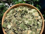 Thị trường - Tiêu dùng - Loại lá tươi không ai "ngó", đem phơi khô công dụng "vàng 10" bán 400.000 đồng/kg