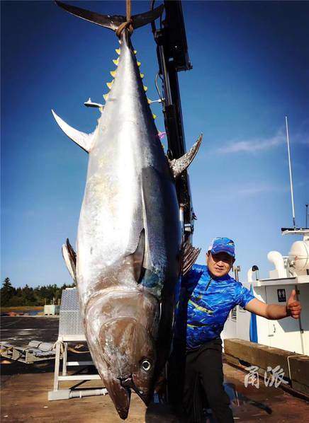 Con cá ngừ khổng lồ dài tới&nbsp;3m và nặng hơn 450kg
