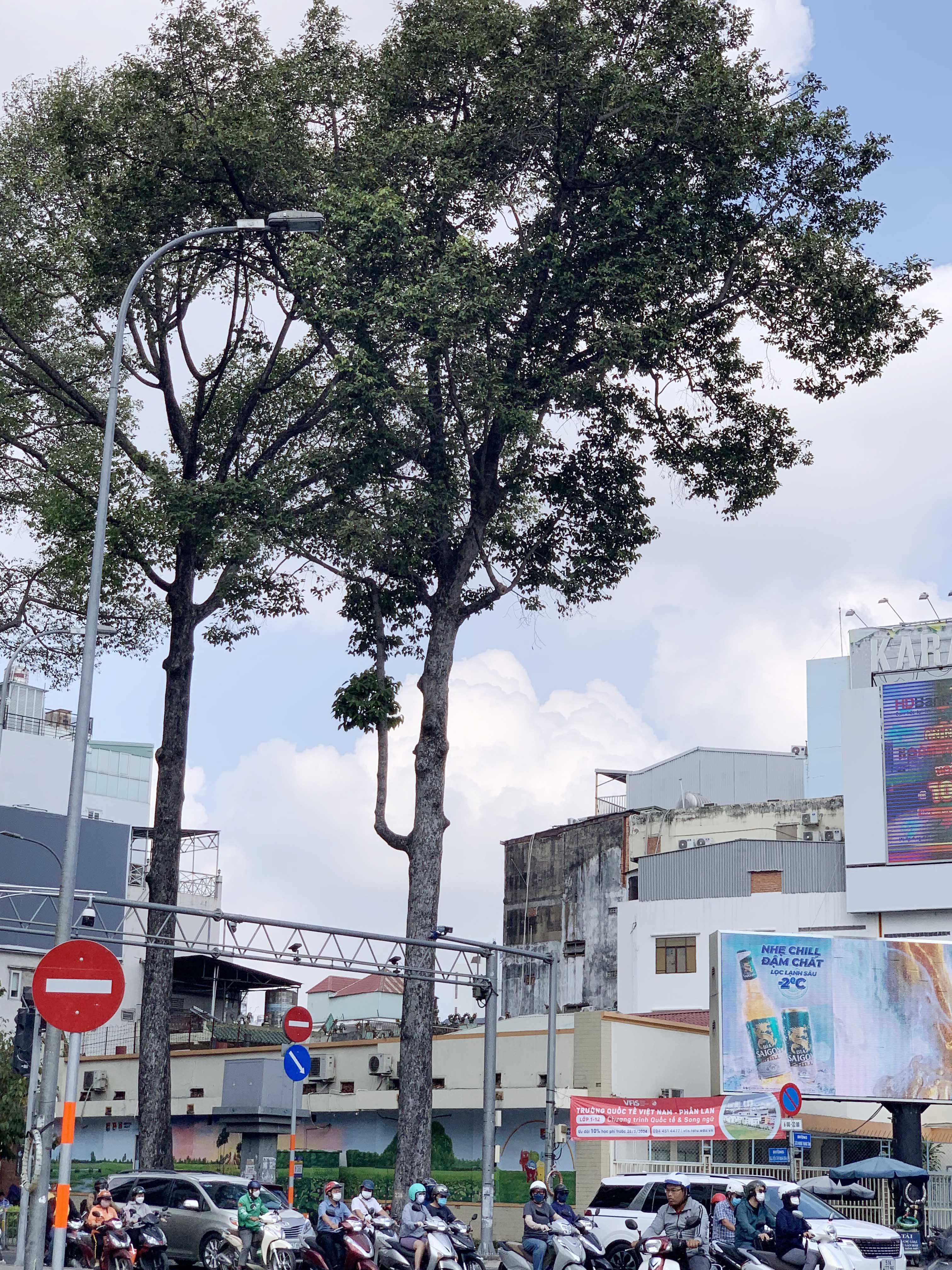 Ngắm những hàng cây ở TP.HCM sắp bị đốn hạ để làm Metro 2 - 12