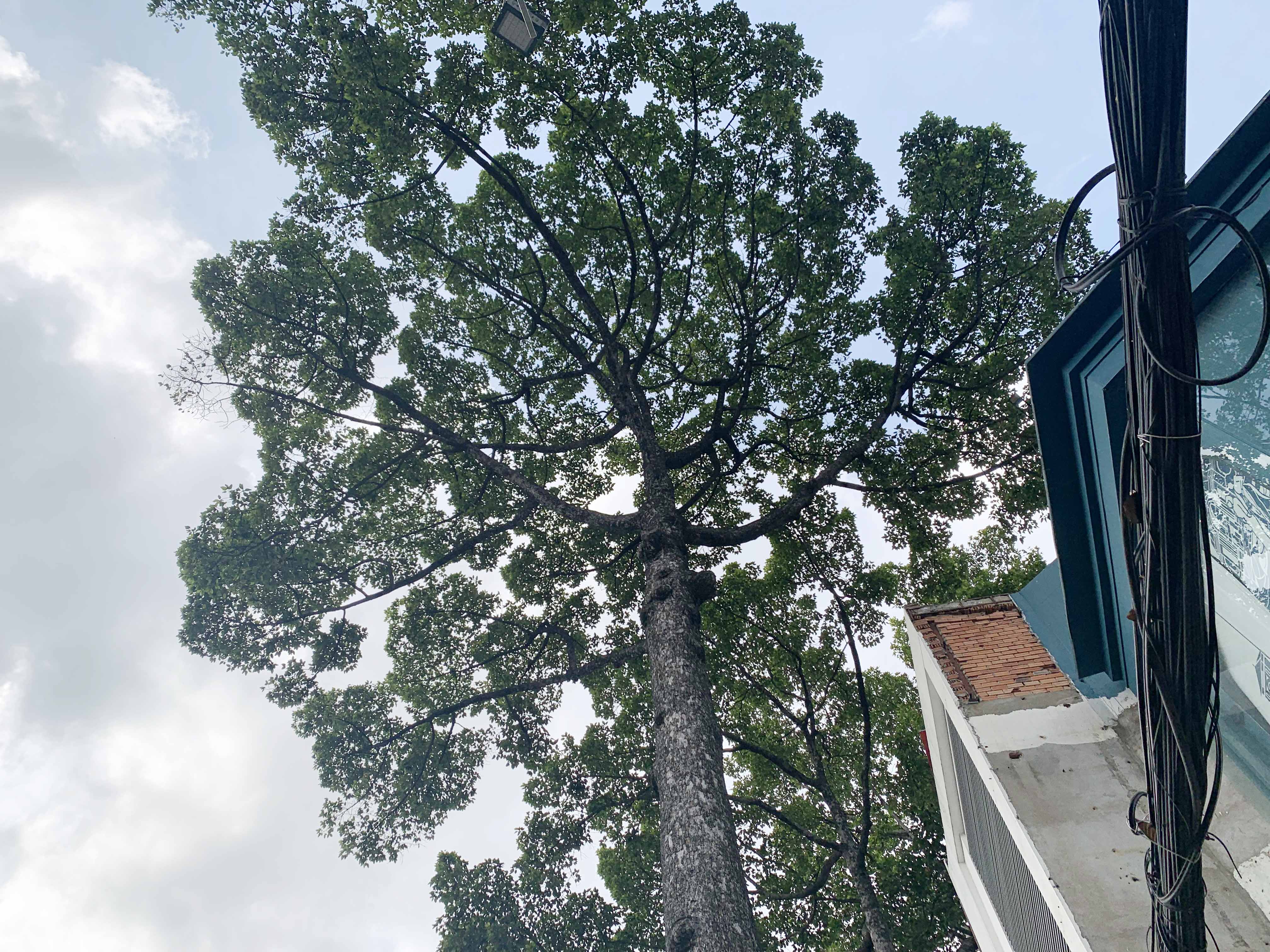 Những cây được đốn hạ, di dời thuộc loại sao đen, bằng lăng, bàng, dầu, giá tỵ, me chua, sọ khỉ, me tây, lim sét...