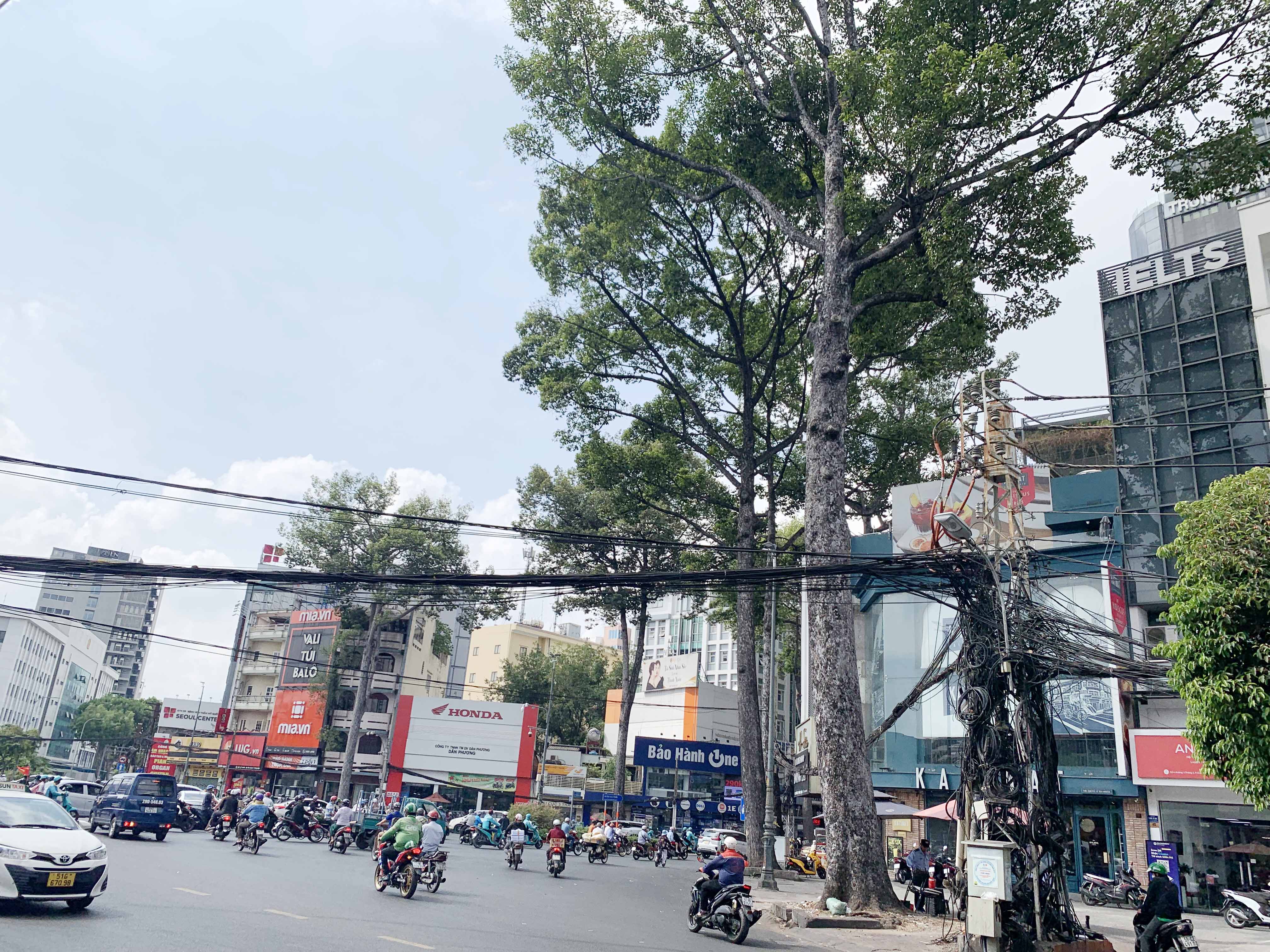 Nhiều cây cổ thụ cao hàng chục mét có tán rộng.