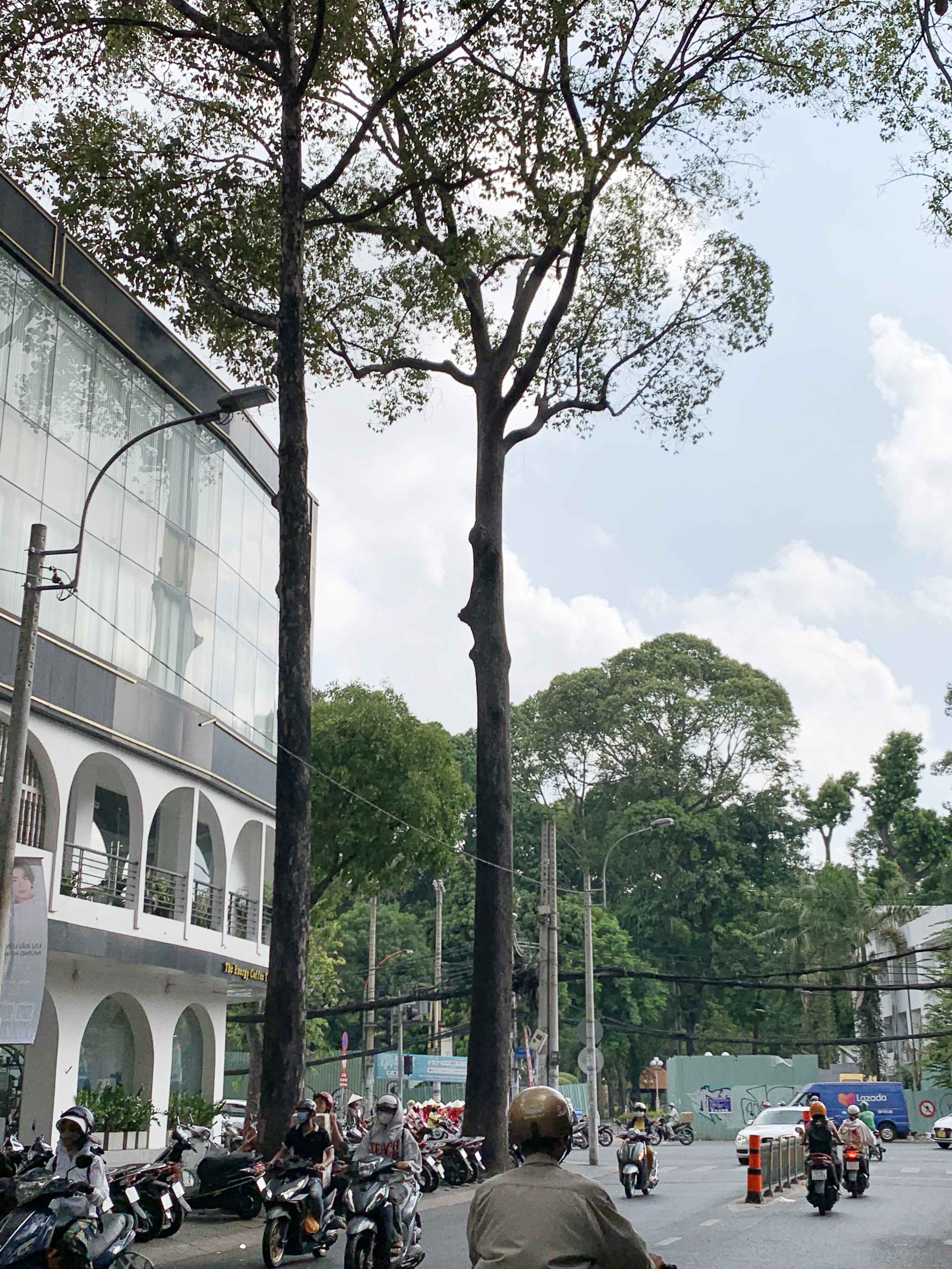 Khu vực đường Bùi Thị Xuân cũng có nhiều cây dầu cổ thụ bị ảnh hưởng phải đốn hạ để thi công Metro 2.