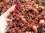 Thị trường - Tiêu dùng - Loại quả có vị mặn như muối, xưa mọc dại trong rừng giờ thành gia vị nổi tiếng trong nhà hàng