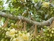 Thị trường - Tiêu dùng - Trồng thứ "cây tiền tỷ", anh nông dân chỉ hái quả đi bán lãi hàng tỷ đồng
