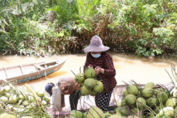 Dừa tăng giá mạnh, người trồng rất phấn khởi