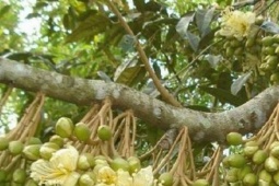 Thị trường - Tiêu dùng - Trồng thứ &quot;cây tiền tỷ&quot;, anh nông dân chỉ hái quả đi bán lãi hàng tỷ đồng
