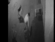 Clip: Người đàn ông bị 5 con chó hoang lao vào tấn công trên phố