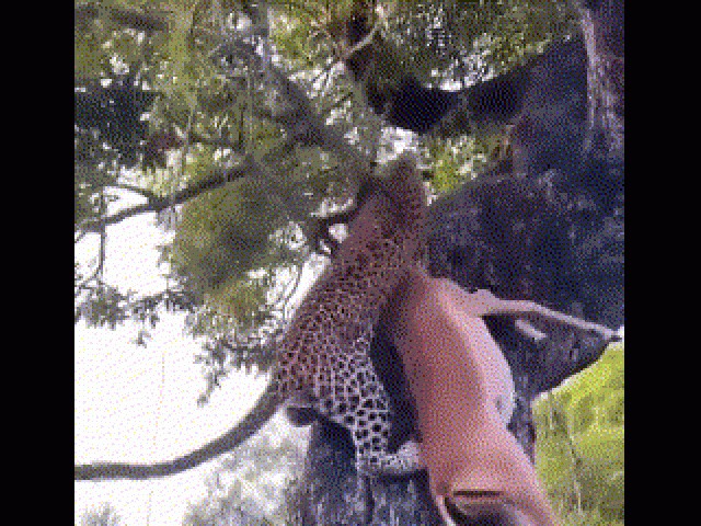 Đoạn video cho thấy sức mạnh và sự thông minh của một con báo