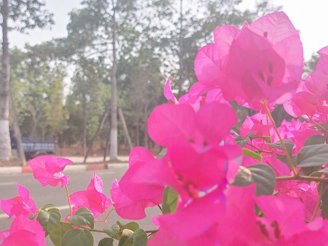 Hoa giấy trổ bông rất đẹp trên đường NA3