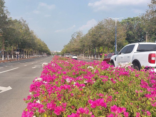 Tuyến đường trở nên mát dịu nhờ hoa giấy