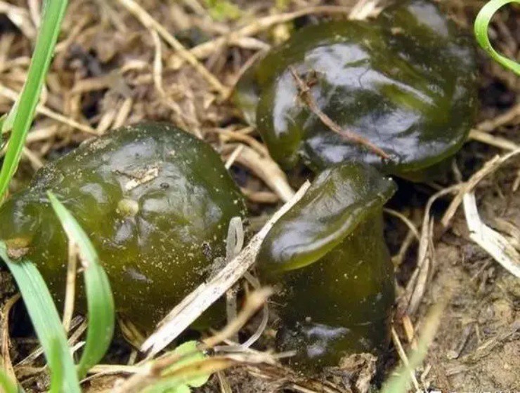 ”Lộc trời” nhầy nhụa chỉ mùa mưa mới có, giá hơn nửa triệu/kg - 2