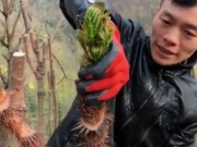 Thị trường - Tiêu dùng - Rau dại Việt Nam quý như vàng ở xứ người, phải liều mới hái được