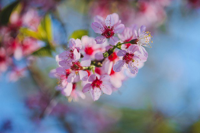 Mai anh đào được xem là một trong những loài hoa biểu tượng gắn liền với mùa xuân Đà Lạt