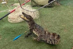 Tin tức trong ngày - Tin tức 24h qua: Bất ngờ bắt được cá sấu giữa hồ ở Hà Nội