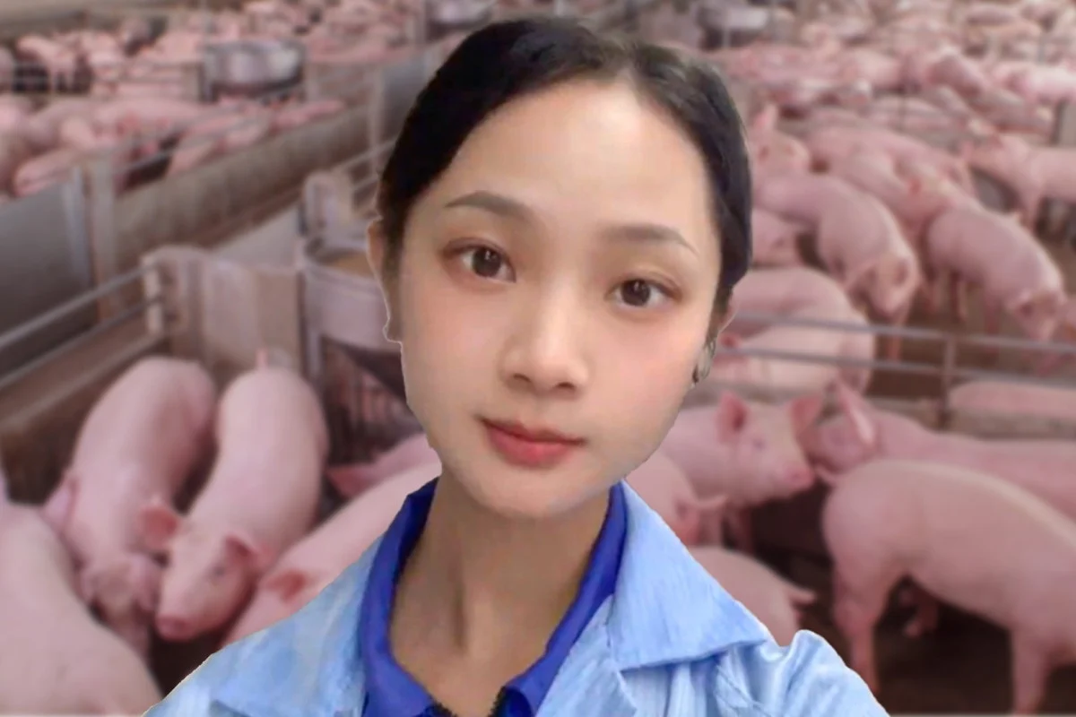 Cô Chu từ bỏ nhiều cơ hội để về quê nuôi lợn