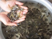 Thị trường - Tiêu dùng - Đặc sản ở Thanh Hóa, nhìn sợ khiếp vía không ngờ làm thành món ăn sang đãi khách