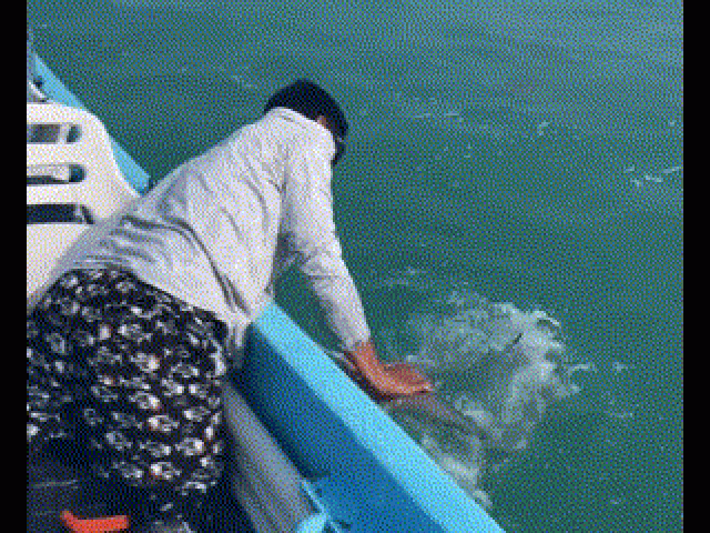 Kinh ngạc ngư dân bắt được cá “khủng” đang bơi bằng tay không