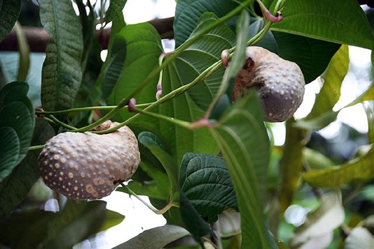 Ở Việt Nam dạo gần đây rộ lên một loại khoai rất lạ, thay vì mọc dưới lòng đất, những củ khoai này mọc ra từ thân dây leo, lúc lỉu
