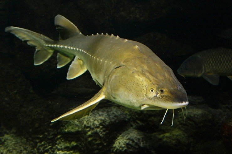 Cá tầm Kaluga là loài cá nước ngọt lớn nhất thế giới và được xếp vào nhóm loài cực kỳ nguy cấp và gần tuyệt chủng do người dân khai thác. 
