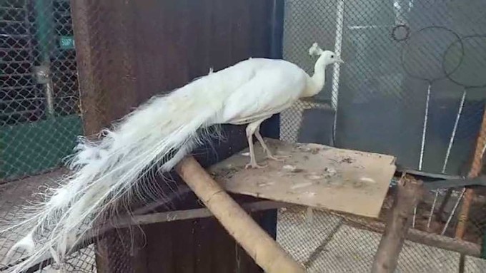 Chim khổng tước màu trắng được đưa về trạm cứu hộ động vật chăm sóc. Ảnh: Văn Tùng