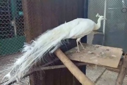 Tin tức trong ngày - Tin tức 24h qua: Khổng tước trắng quý hiếm bay vào nhà dân