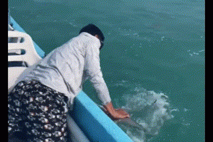 Kinh ngạc ngư dân bắt được cá “khủng” đang bơi bằng tay không