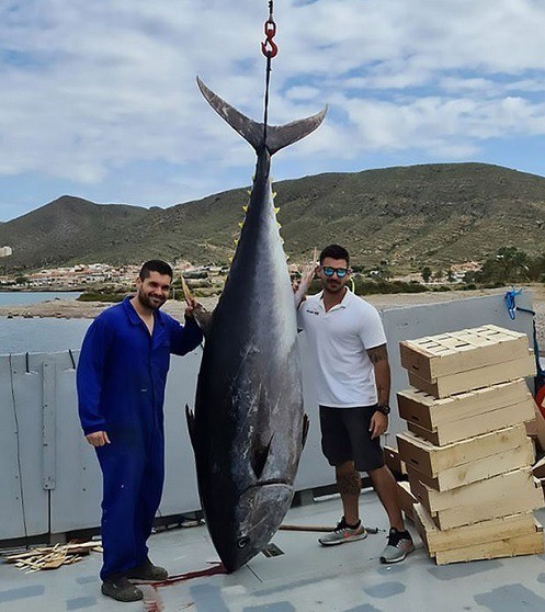 Con cá ngừ dài 3 mét và nặng hơn 300kg