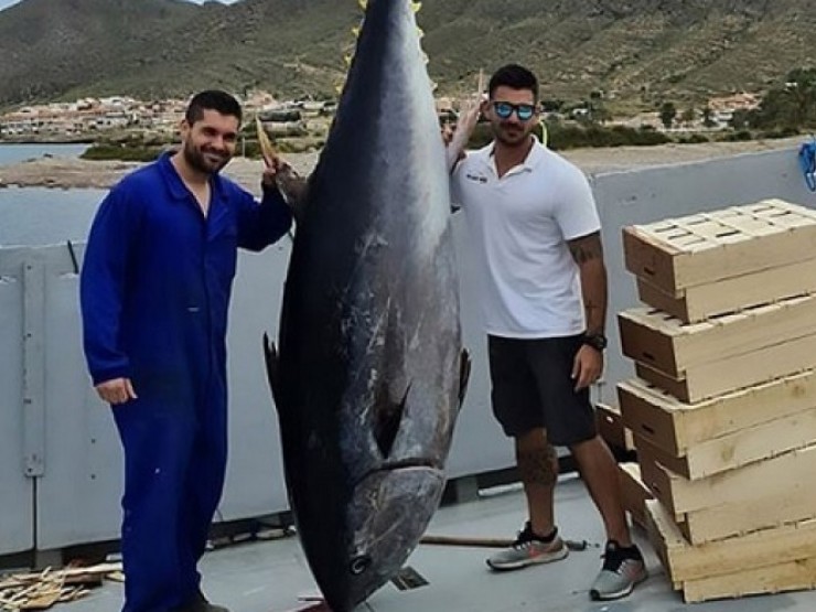 Nhóm ngư dân bắt được cá ngừ khổng lồ dài 3 mét, nặng 304kg trên biển
